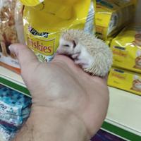 Cucciolo di riccio africano