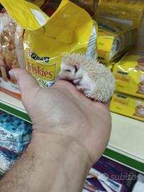 Cucciolo di riccio africano