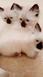 Cuccioli siamese thai