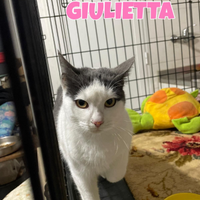 Giulietta gattina bianconera di 8 mesi