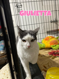Giulietta gattina bianconera di 8 mesi