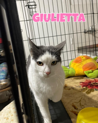 Giulietta gattina bianconera di 8 mesi