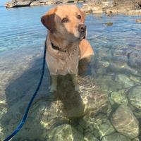 Labrador di 4 anni in perfette condizioni