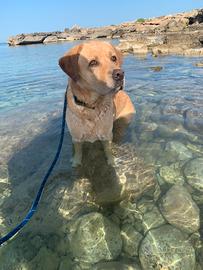 Labrador di 4 anni in perfette condizioni