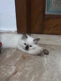 Cuccioli Ragdoll