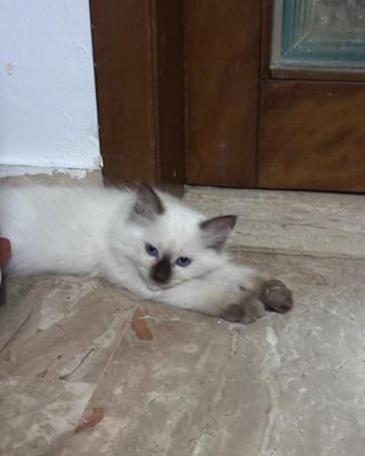 Cuccioli Ragdoll