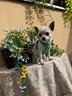 chihuahua-miny-toy