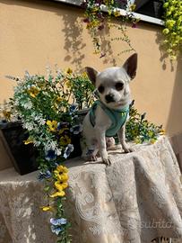 Chihuahua miny toy
