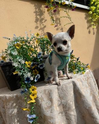 Chihuahua miny toy