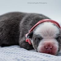 American pitbull terrier