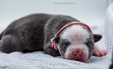 American pitbull terrier