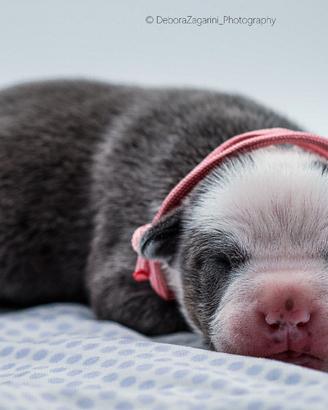 American pitbull terrier