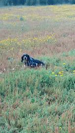 Setter inglese