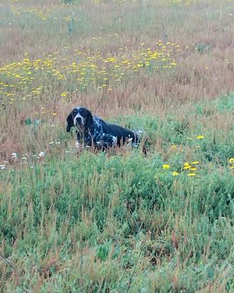 Setter inglese
