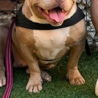 American bully merle