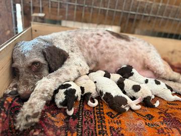 Cuccioli di lagotto romagnolo