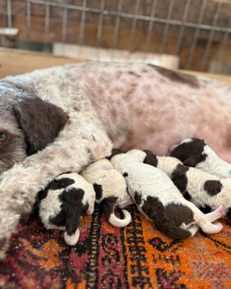 Cuccioli di lagotto romagnolo