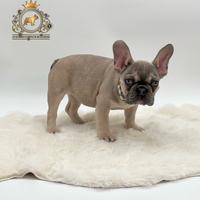 Dolcissima Bulldog Francese Sable'