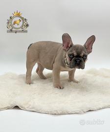 Dolcissima Bulldog Francese Sable'