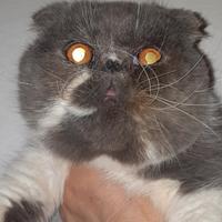 Cucciolone exotic shorthair fold maschietto