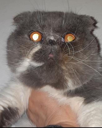 Cucciolone exotic shorthair fold maschietto