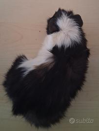 Cavie porcellini d'india