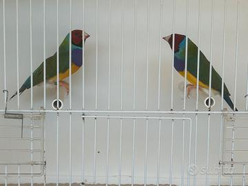 Diamanti di gould