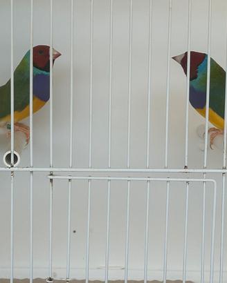 Diamanti di gould