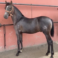 Cavallo andaluso