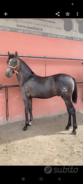 Cavallo andaluso