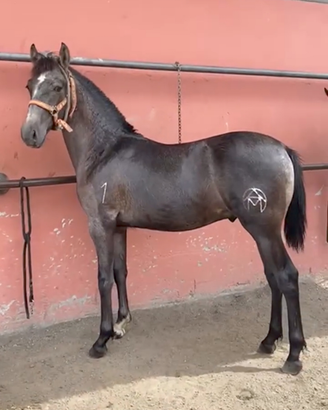 Cavallo andaluso