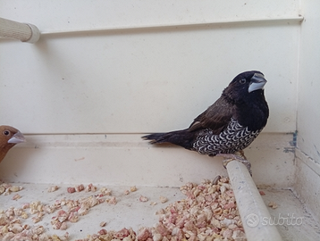 Coppia Passeri del Giappone Nero Bruno