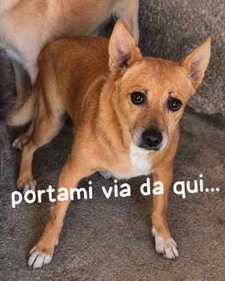 CICO 5 ANNI 6/7 KG taglia piccola IN CANILE