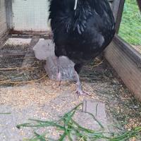 Si offre giovane gallo ciuffato olandese