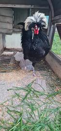 Si offre giovane gallo ciuffato olandese