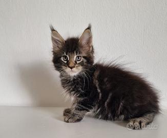 Cuccioli di Maine Con