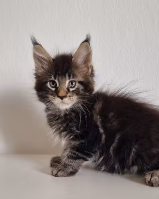 Cuccioli di Maine Con