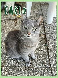 Carlo