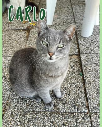 Carlo