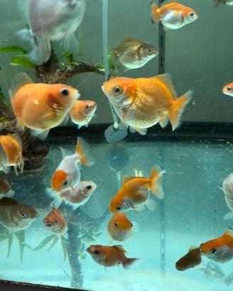 Acquario