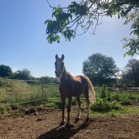 Pony welsh 22 anni