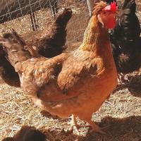 Galline legbar