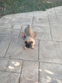 buldog francesi