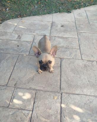 buldog francesi