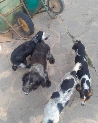 Cani da tartufi