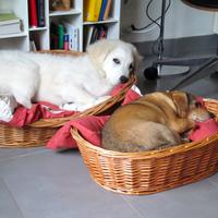 Cucce per cani in vimini