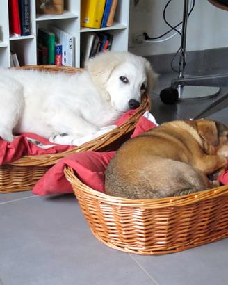 Cucce per cani in vimini