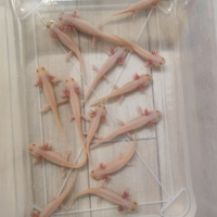 Axolotll