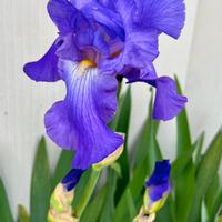 Iris blu profumato
