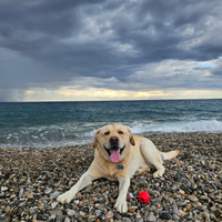 Labrador maschio per monta